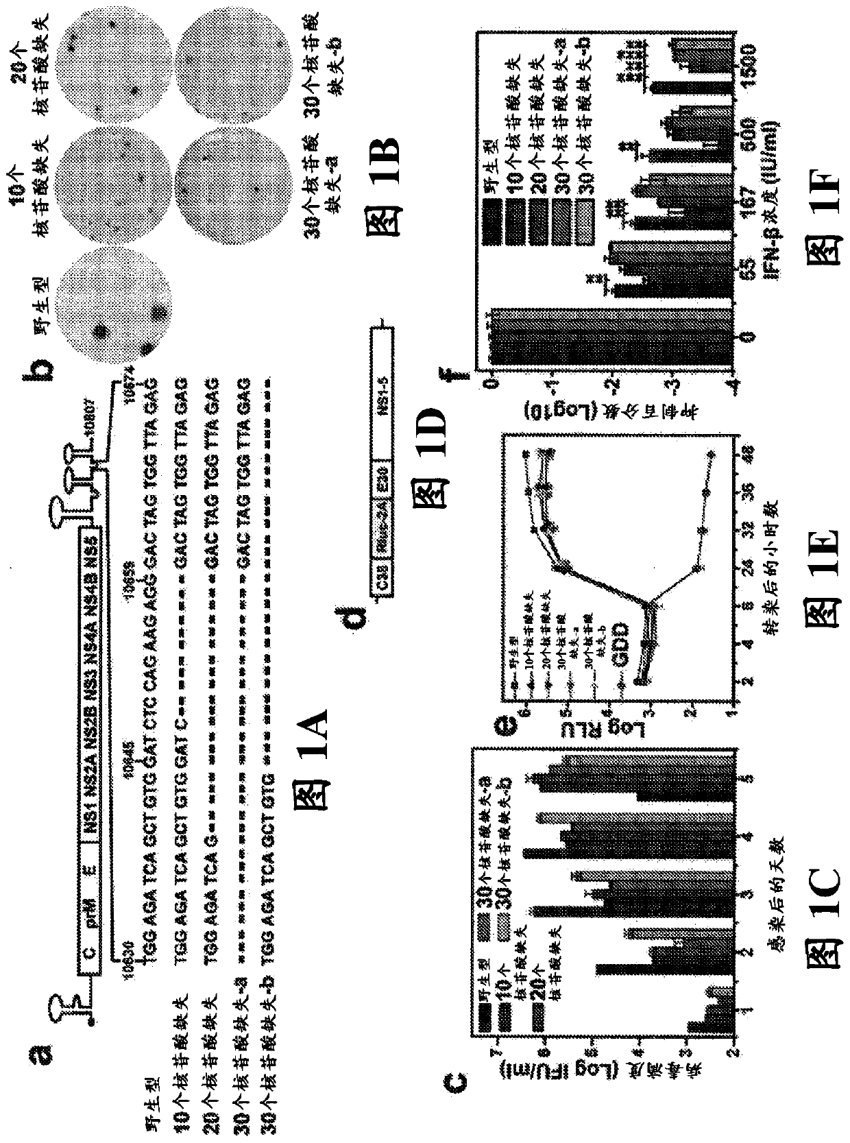Live attenuated zika virus with 3'utr deletion, vaccine containing and use thereof