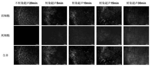 Method for controlling apoptosis and its application in inhibiting tumor growth