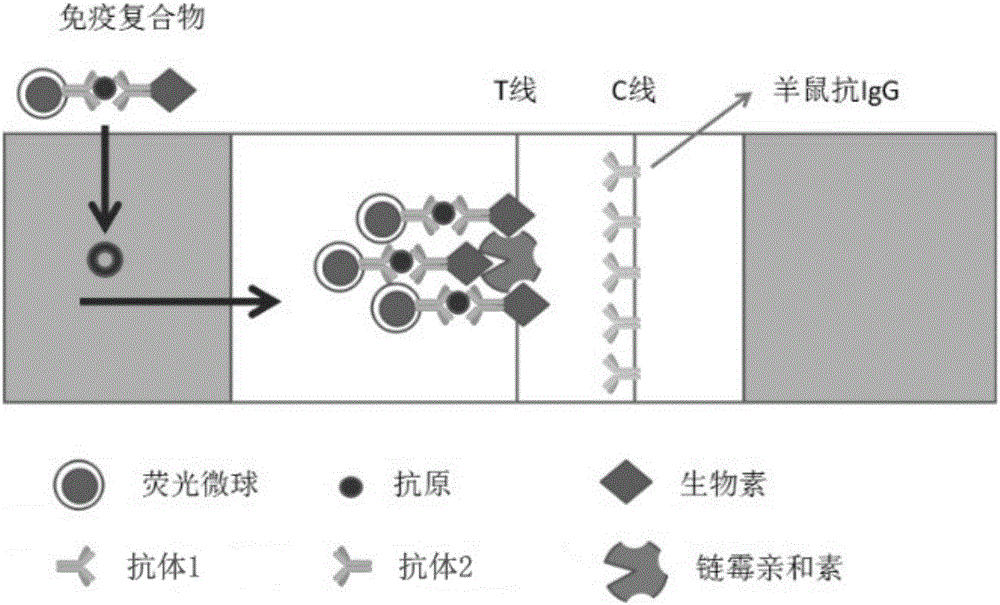 Fluorescent immunochromatographic detection card, and preparation method and application thereof
