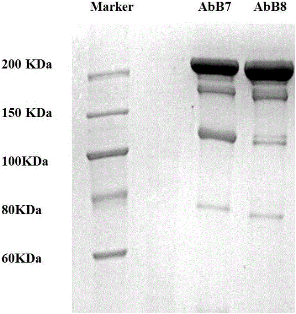 Anti-PD-1 humanized monoclonal antibody and application thereof