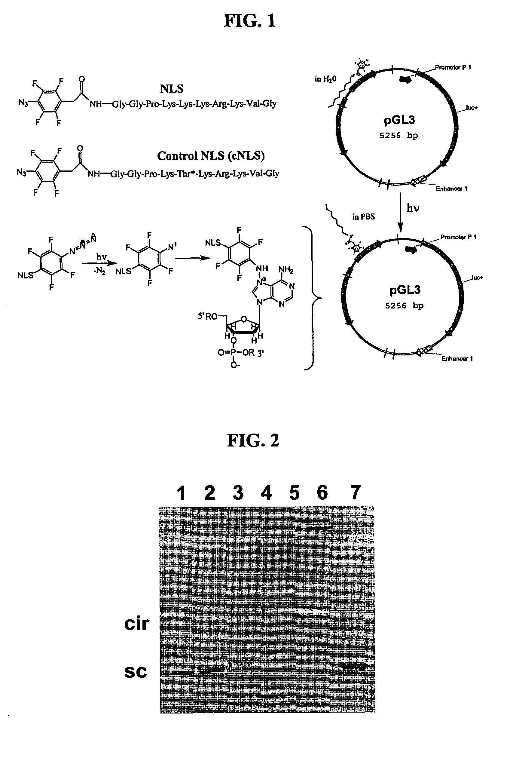 Compositions and methods for nucleic acid delivery