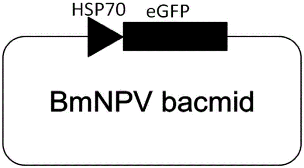 Application of methyl-β-cyclodextrin in preparation of medicine for preventing and treating silkworm cells infected by bmnpv