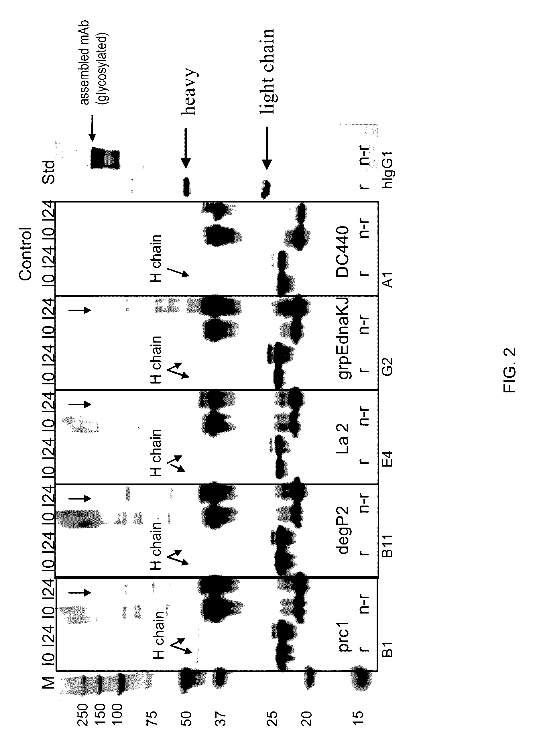 Method for rapidly screening microbial hosts to identify certain strains with improved yield and/or quality in the expression of heterologous proteins