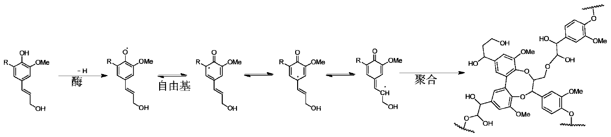 Method for preparing coniferyl alcohol, sinapyl alcohol and derivatives of coniferyl alcohol and sinapyl alcohol by taking lignocellulose as raw material