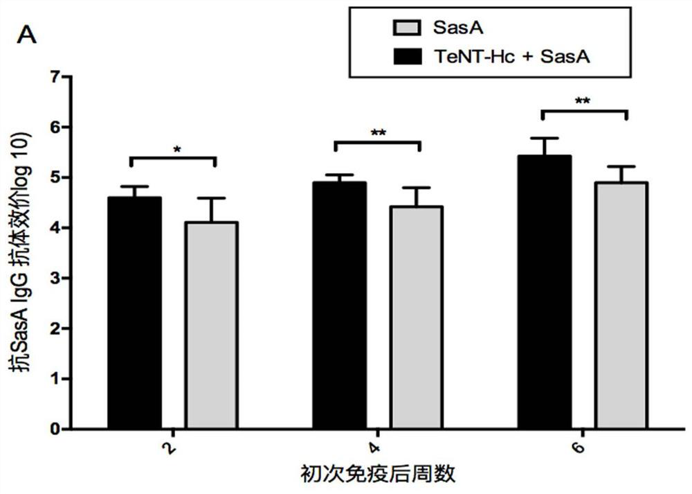 A combined vaccine for the prevention of Staphylococcus aureus infection and tetanus