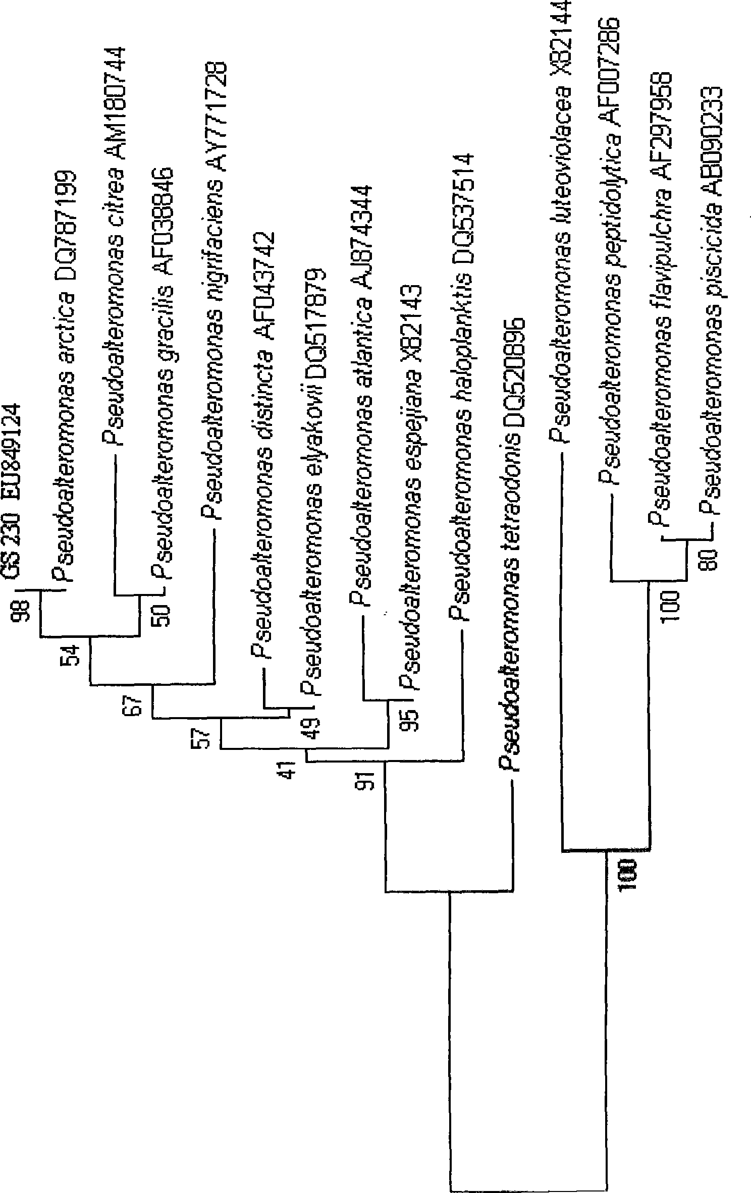 Method for preparing dextran enzyme by marine bacteria Pseudoalteromonas sp.LP621 and product