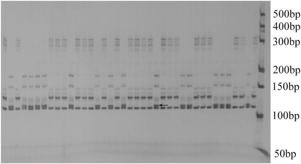 Molecular marker of pear fruit single fruit weight main-effect QTL (quantitative trait loci) site MSF, and application thereof