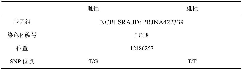 SNP (Single Nucleotide Polymorphism) marker for identifying genetic sex of coilia ectenes as well as primer and application thereof