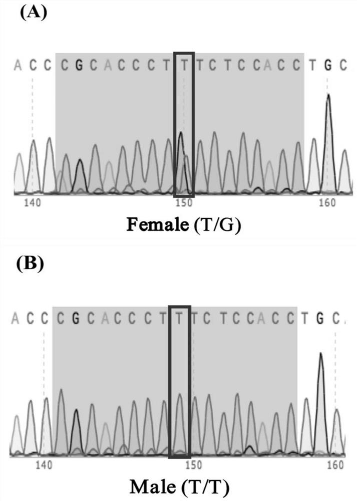 SNP (Single Nucleotide Polymorphism) marker for identifying genetic sex of coilia ectenes as well as primer and application thereof