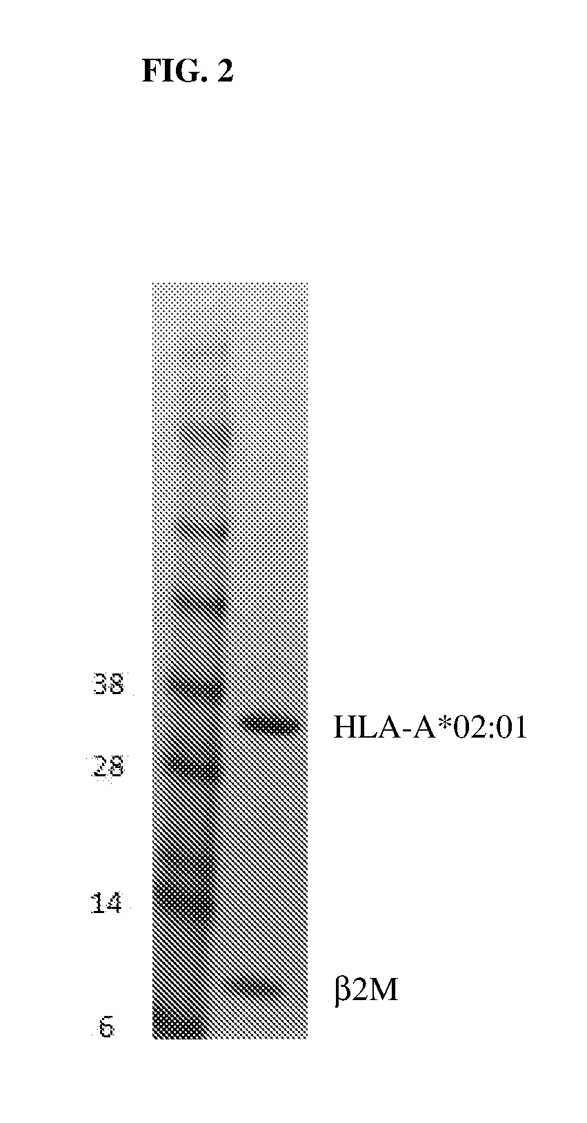 Constructs targeting afp peptide/mhc complexes and uses thereof