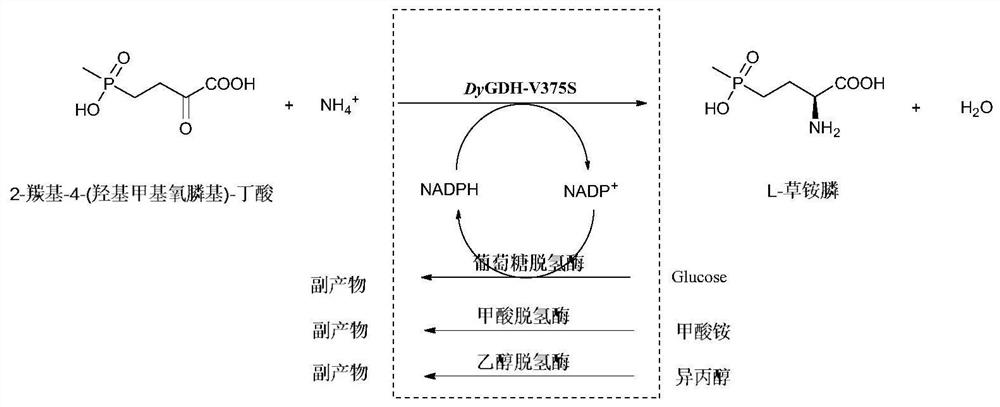 A kind of glufosinate-ammonium dehydrogenase mutant and its application in the production of l-glufosinate-ammonium