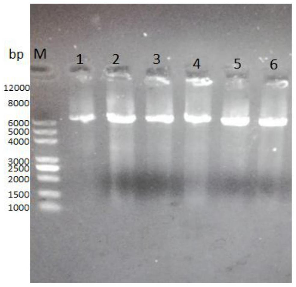 A kind of glufosinate-ammonium dehydrogenase mutant and its application in the production of l-glufosinate-ammonium