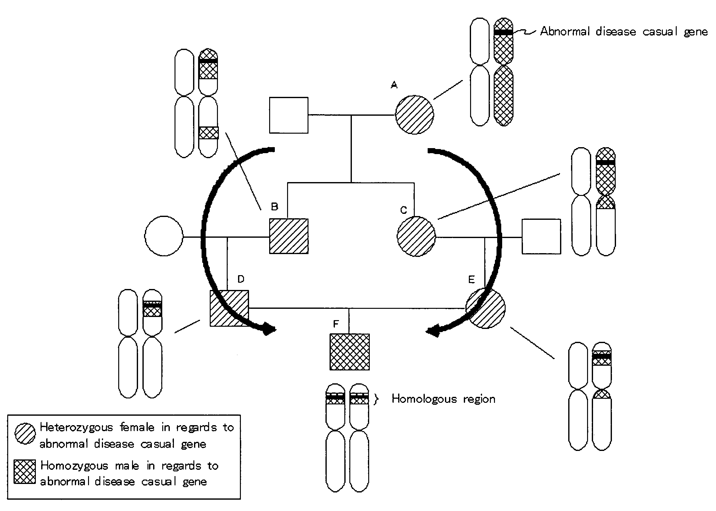 Homoeologous Region Determining Method by Homo Junction Fingerprint Method, Homoeologous Region Determining Device, and Gene Screening Method