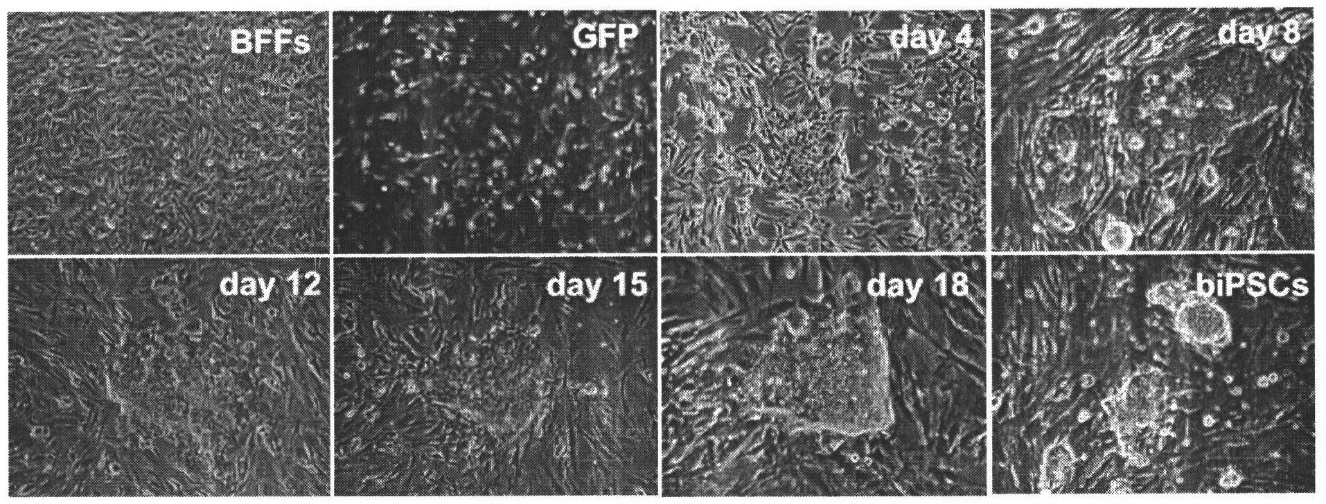 Production method for buffalo induced pluripotent stem cells