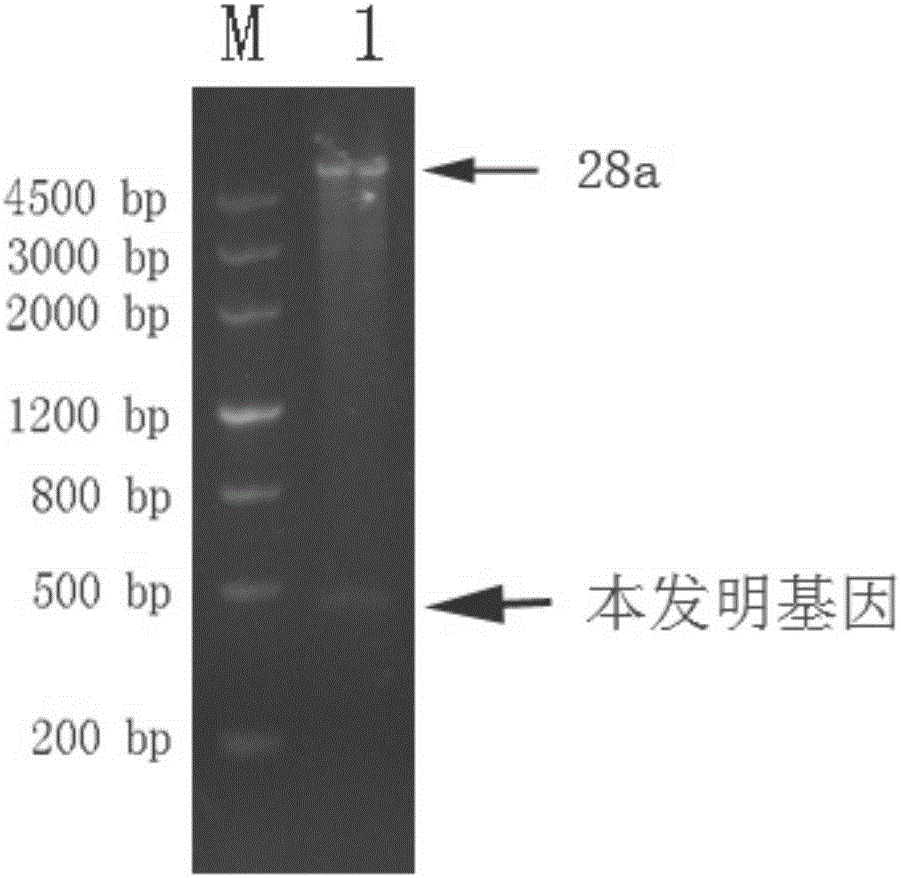 Ultraviolet stress-related gene of highland barley and application thereof