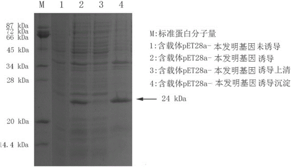 Ultraviolet stress-related gene of highland barley and application thereof