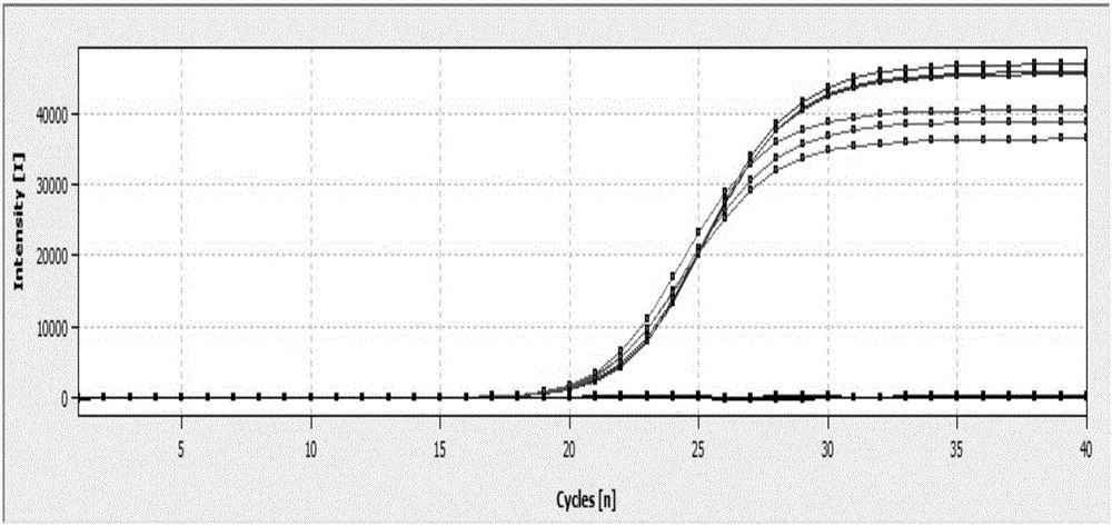 Ultraviolet stress-related gene of highland barley and application thereof