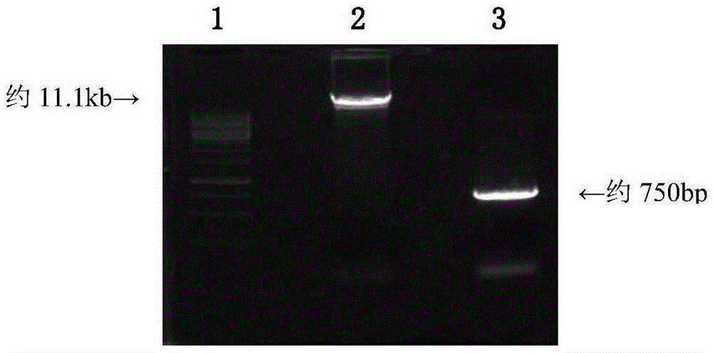 Construction method of REV virus infectious cloning for expressing green fluorescent envelope fusion protein