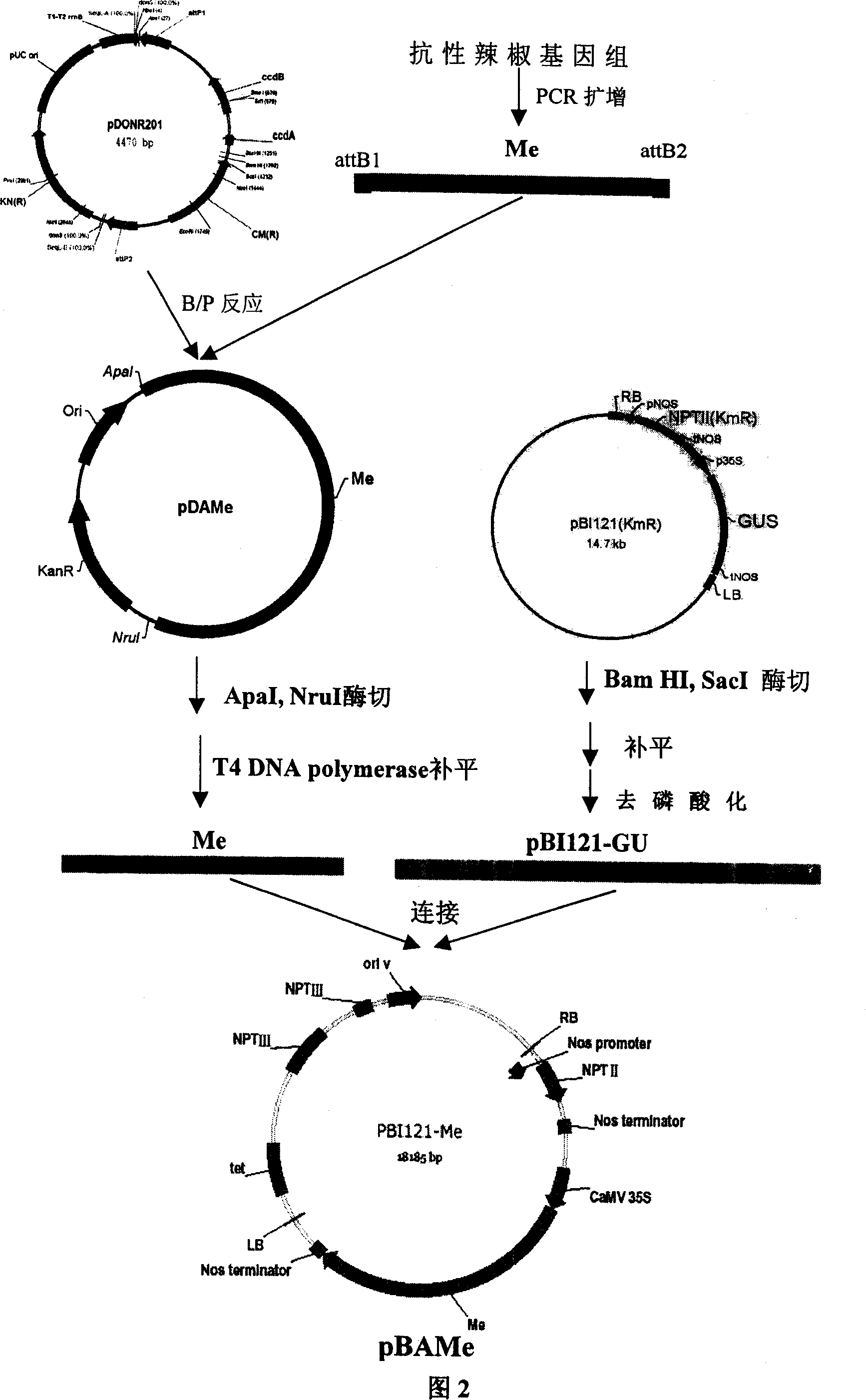 Cloning of gene against meloidogyne of capsicum and application thereof