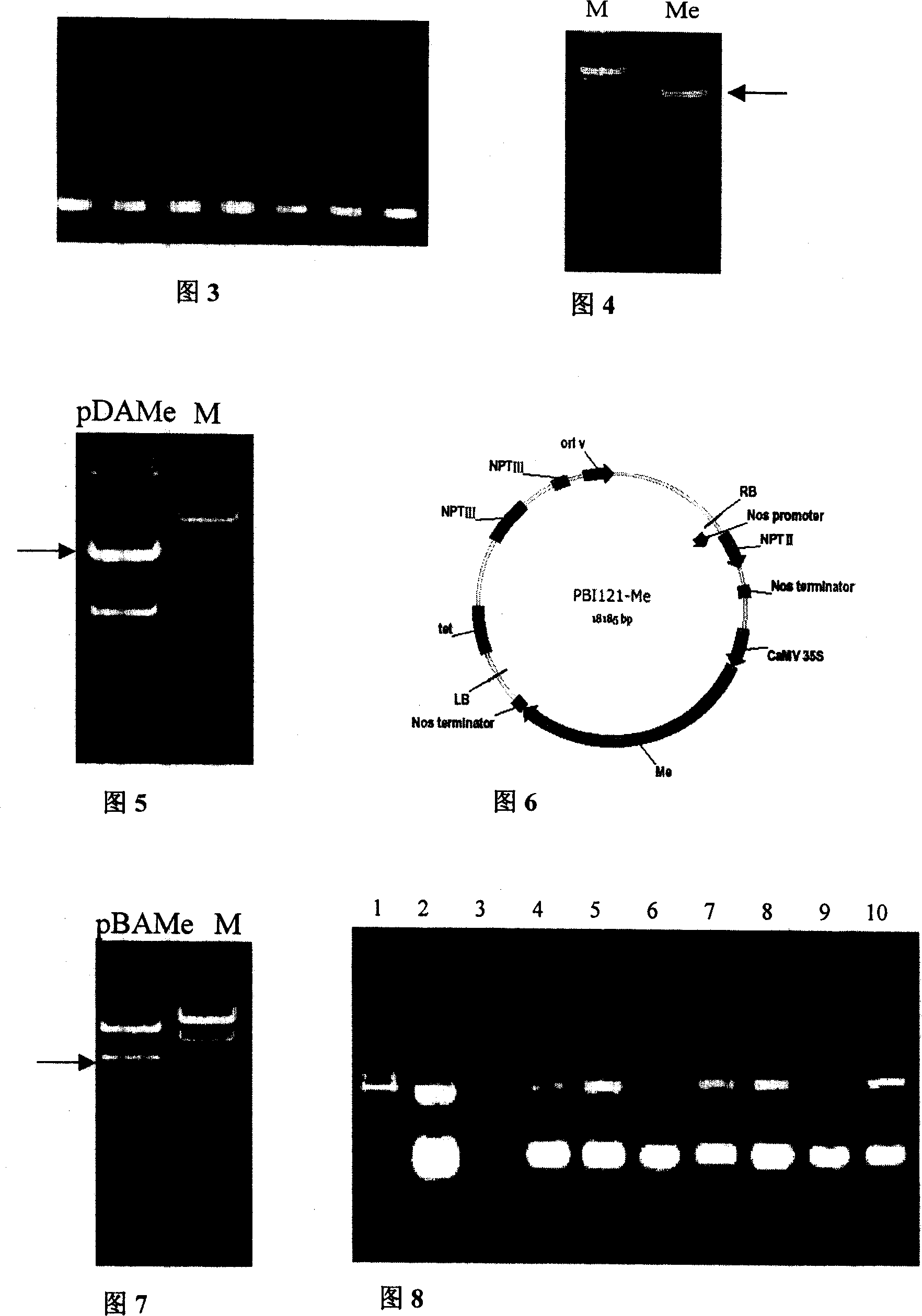 Cloning of gene against meloidogyne of capsicum and application thereof