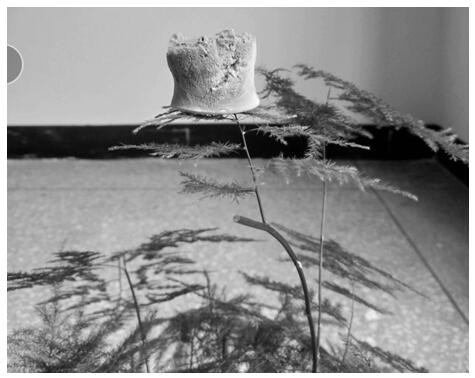 A kind of preparation method of vanadate composite mxene airgel photocatalyst