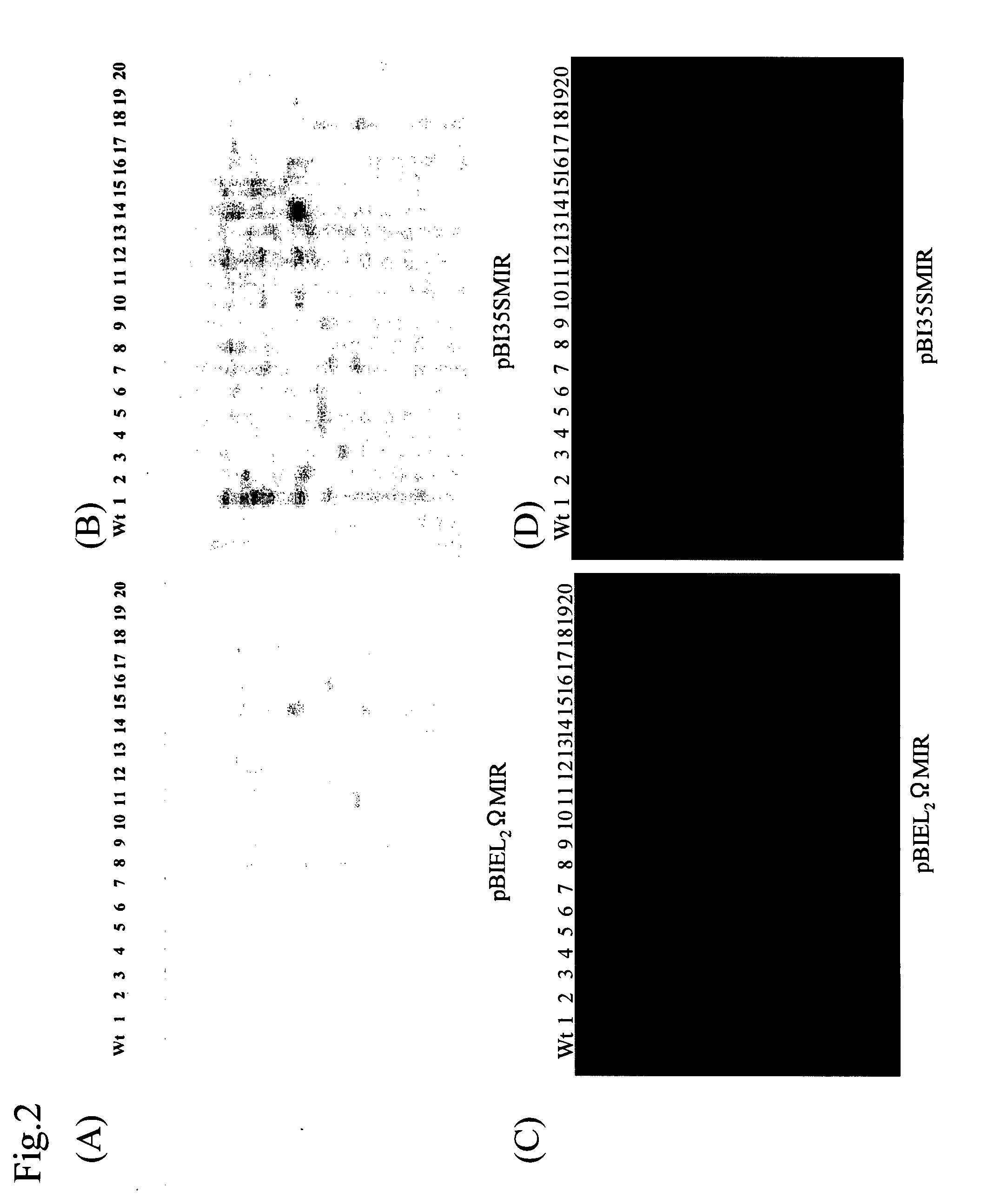 Method for Producing Genetically Modified Plant Expressing Miraculin
