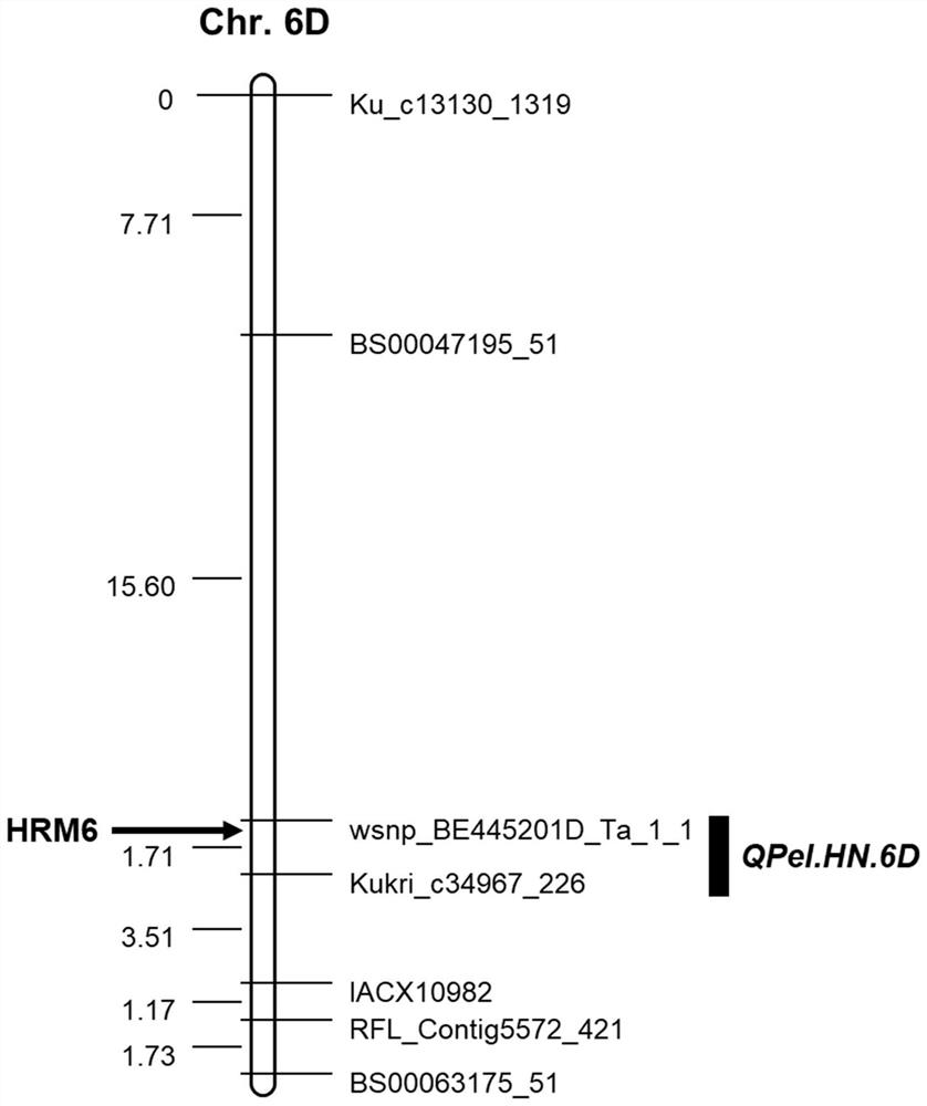 A Molecular Marker Closely Linked to Wheat Ear Extraction qtl QPel.HN.6D and Its Application