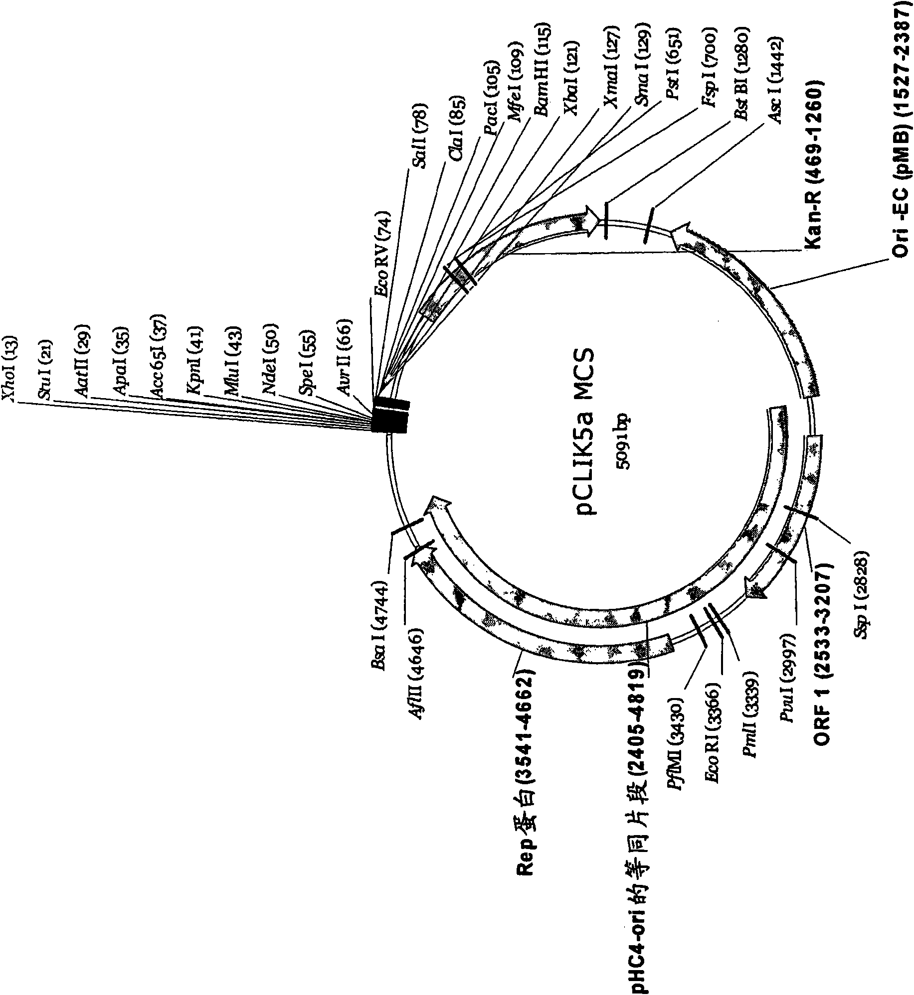 Process for the production of gamma-aminobutyric acid