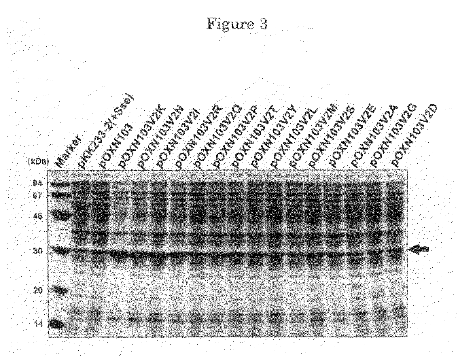 Substitutional variants of hydroxynitrile lyase with high specific activity and methods of use