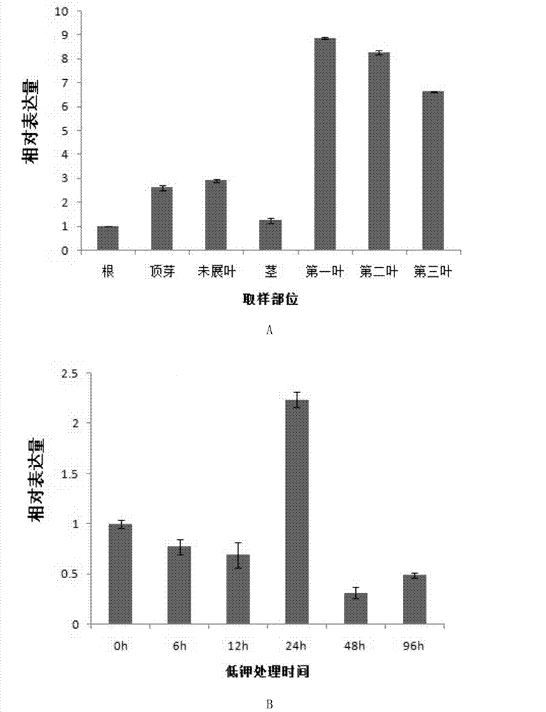 Protein GhKT2 related to potassium ion absorption capacity of plant as well as coding gene and application thereof
