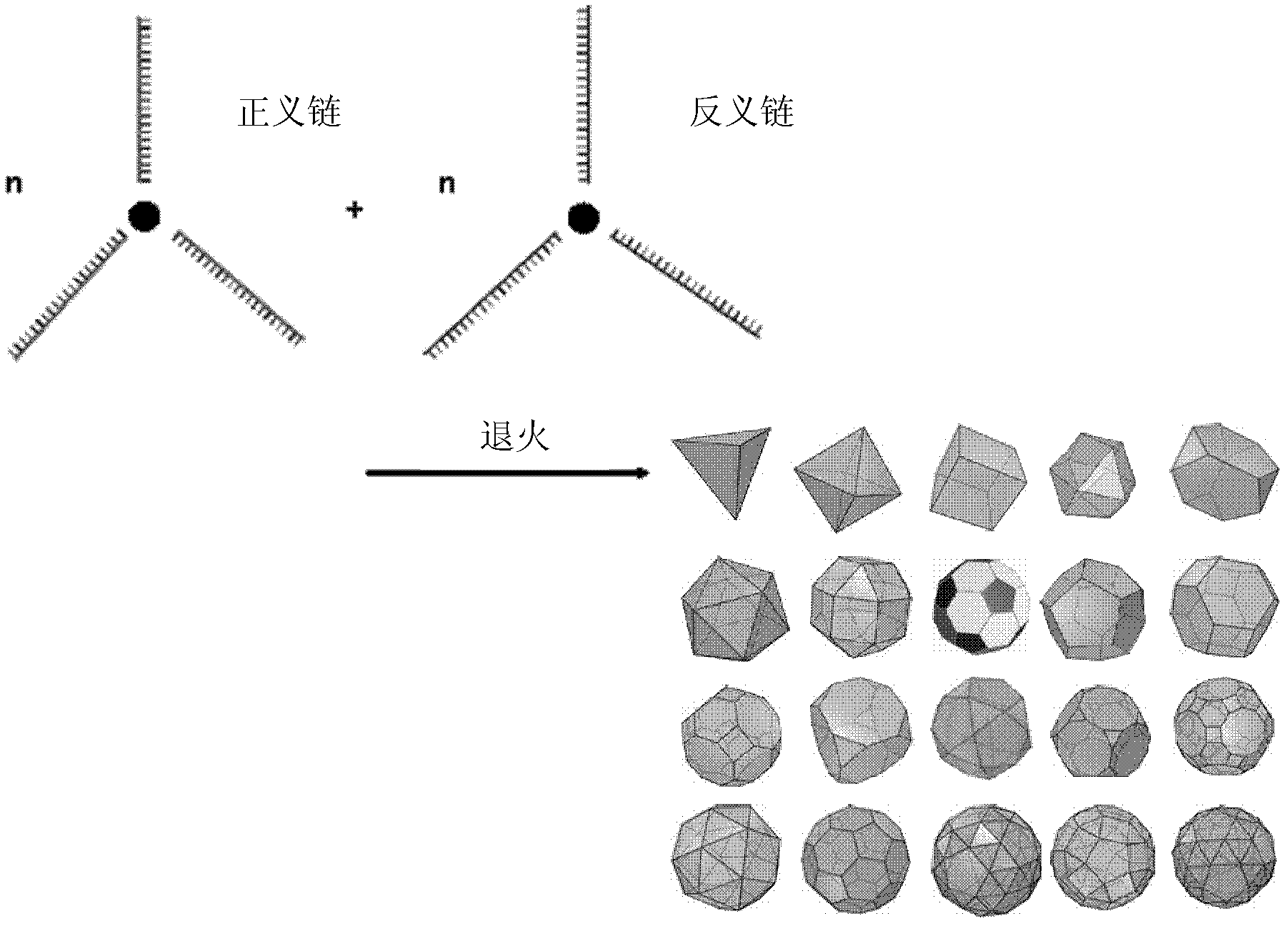 Compound, nucleic acid compound molecules and nucleic acid complex as well as preparation methods and application thereof