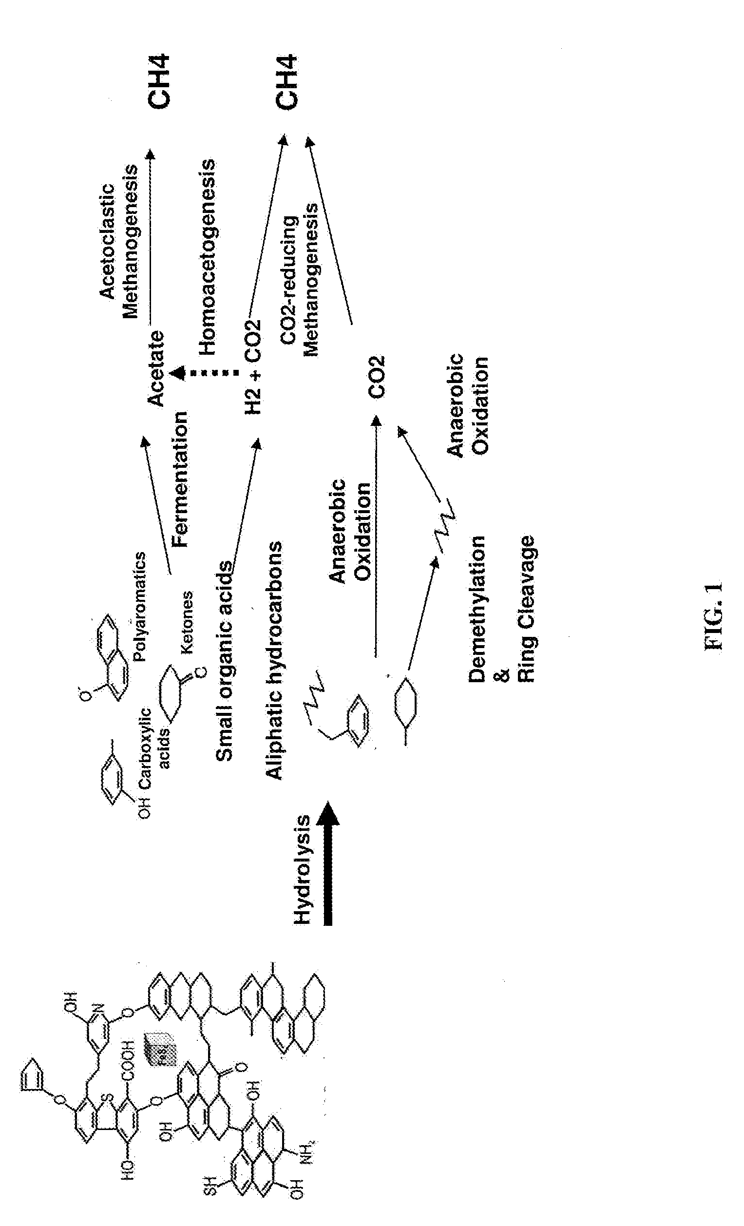 Methods to stimulate biogenic methane production from hydrocarbon-bearing formations