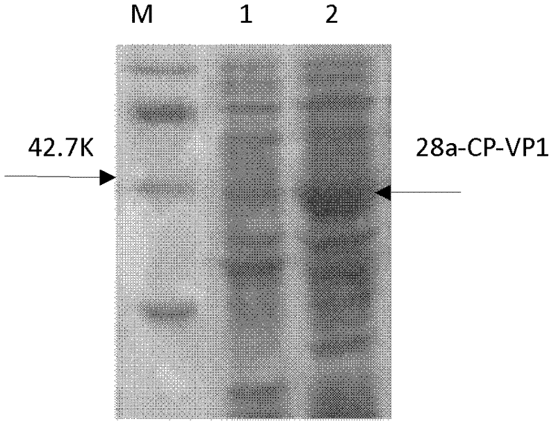 Anti-foot-and-mouth disease type O virus-like particle vaccine and preparation method thereof