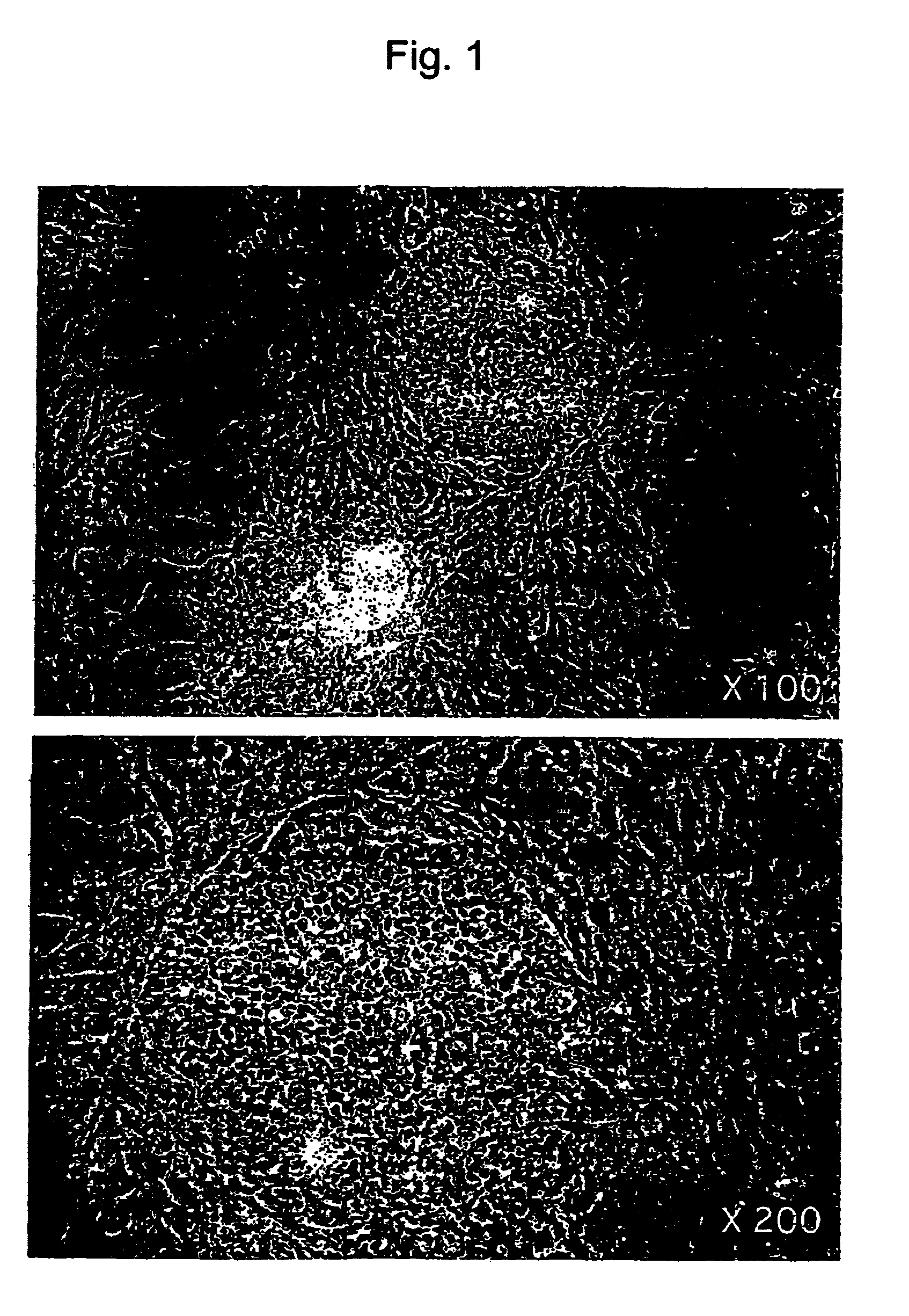 Monkey-origin embryonic stem cells