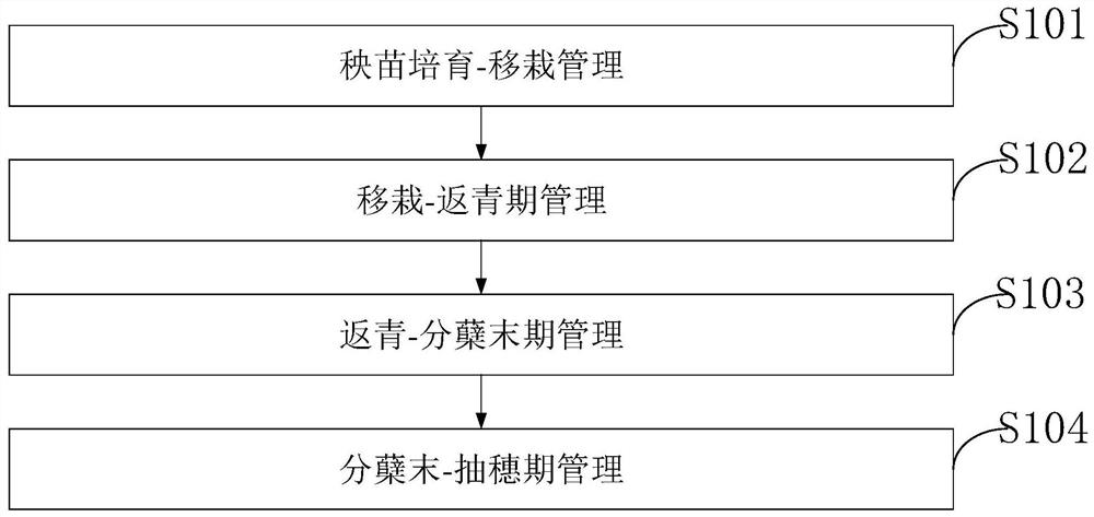 A multi-point balanced high-yield water and fertilizer management method for rice