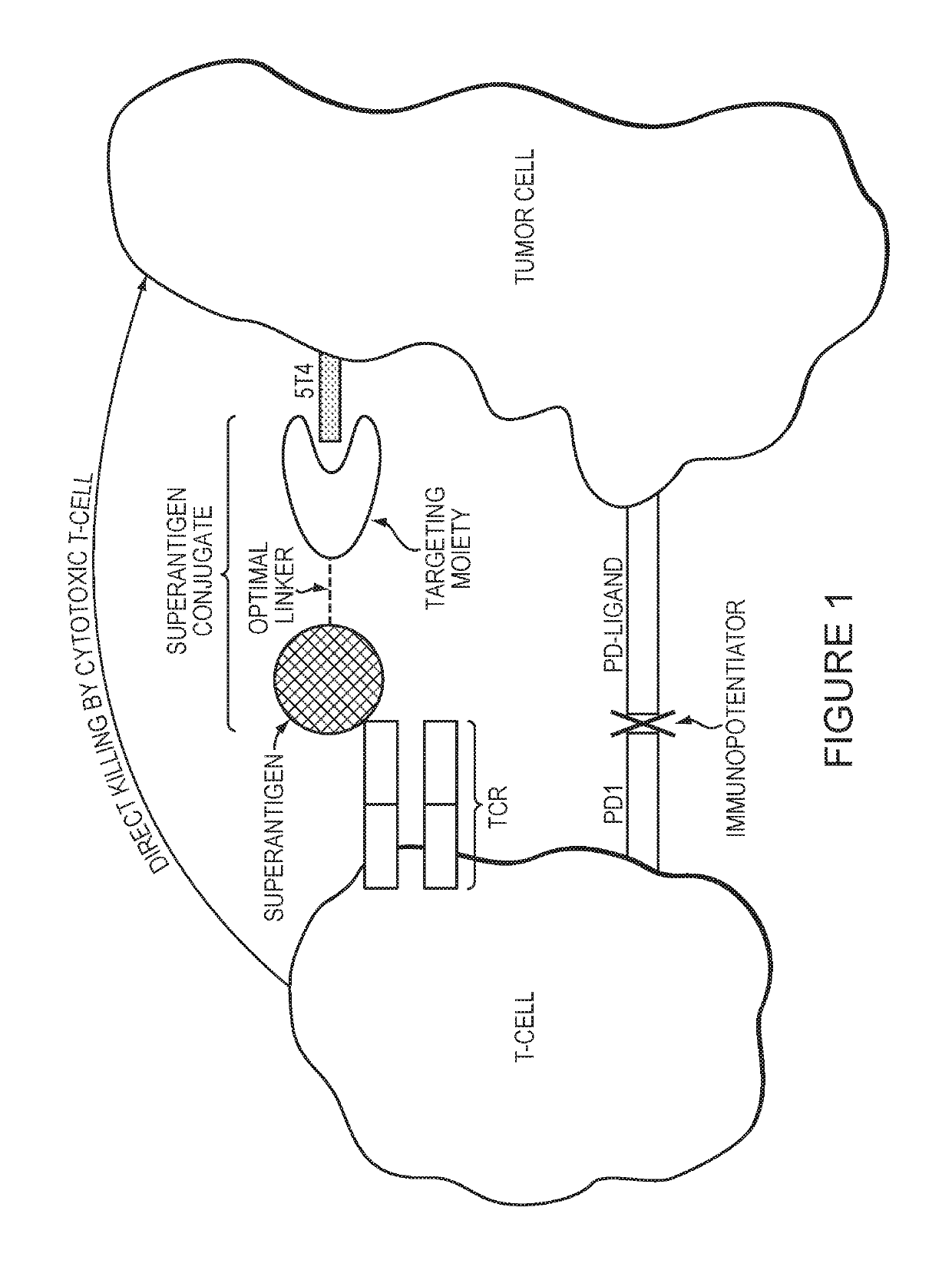 Methods and compositions for enhancing the potency of superantigen mediated cancer immunotherapy