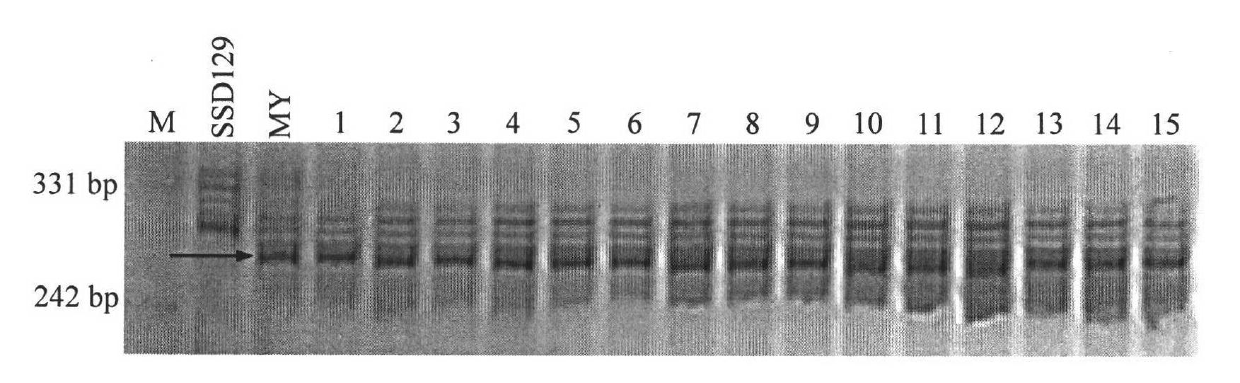 Method by adopting molecular marker-assisted backcross to improve gibberellic disease expansion resistance of wheat