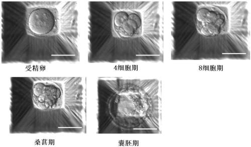 Culture method for development of waste embryo blastocysts