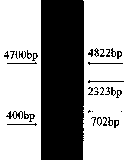 Pseudo attP site in swine genome and application thereof