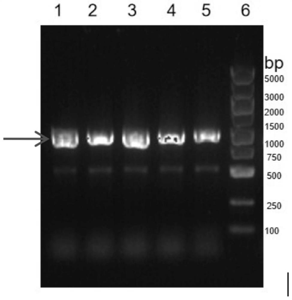 Group b meningococcal vaccine and its preparation method and application