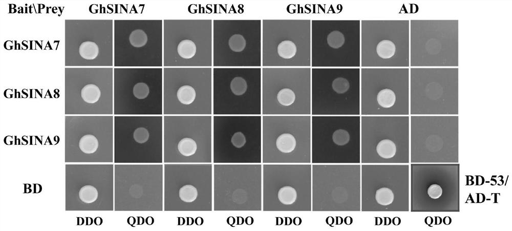 Application of Gene ghsinas in Controlling Cotton Verticillium Wilt