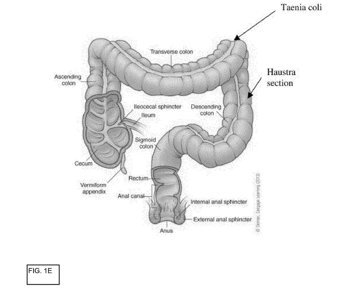 In vitro gastrointestinal model comprising lamina propria-derived cells