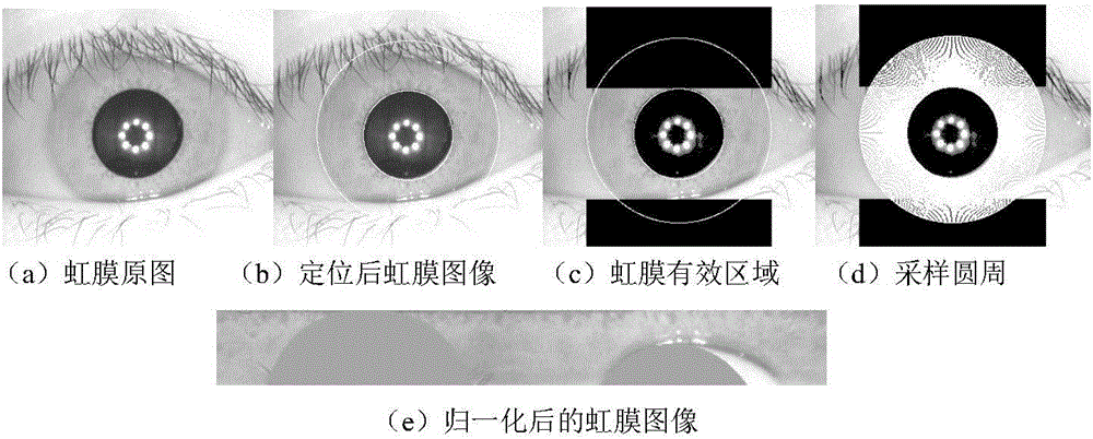 ELM-based multi-granularity iris recognition method