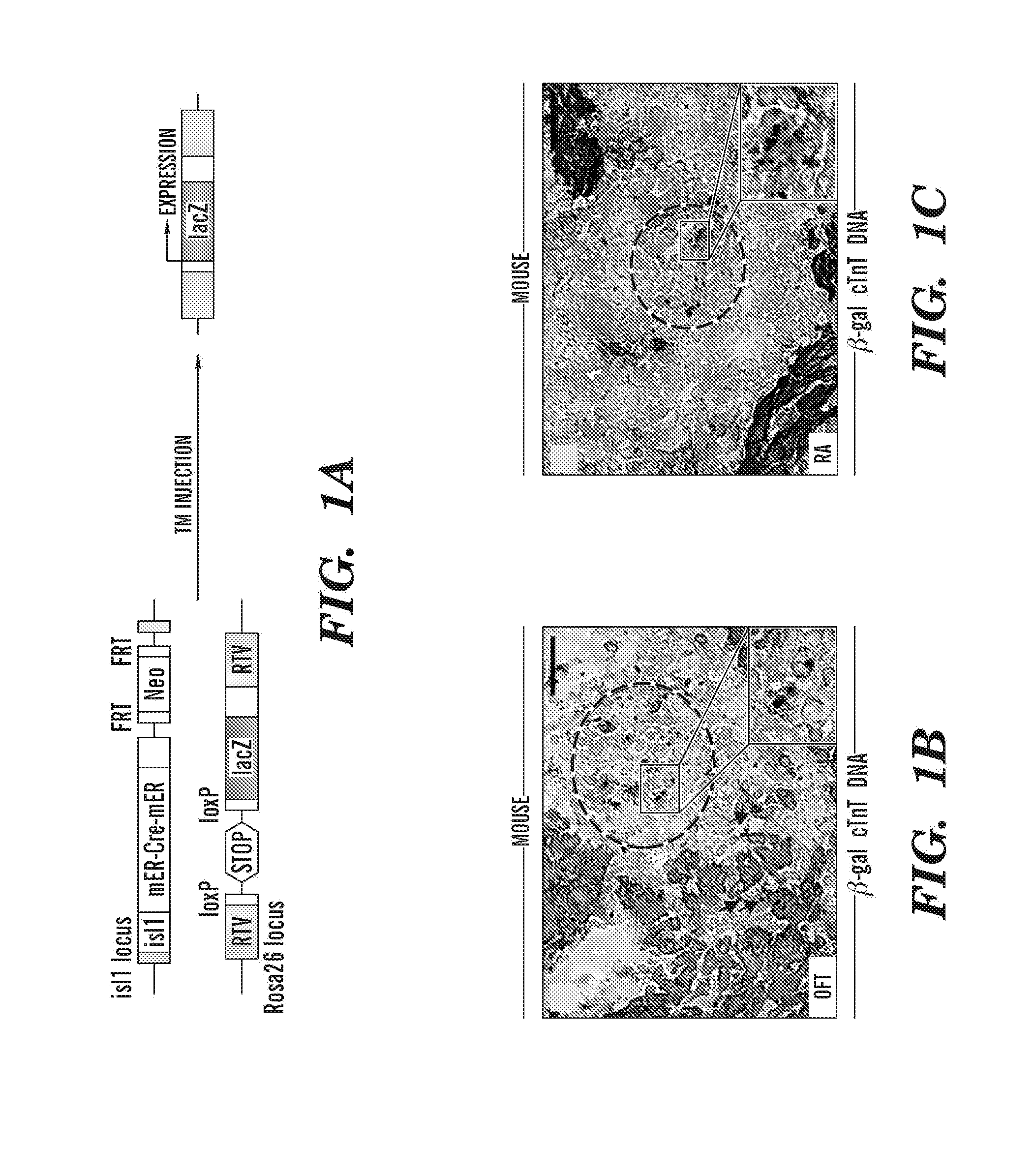 Methods for the induction of a cell to enter the islet 1+ lineage and a method for the expansion thereof