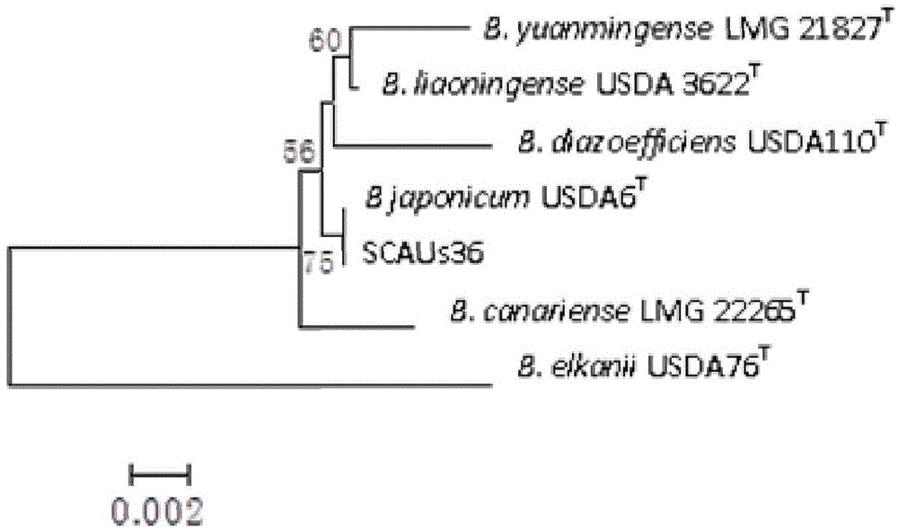 Bradyrhizobium japonicum strain SCAUs36 and application thereof