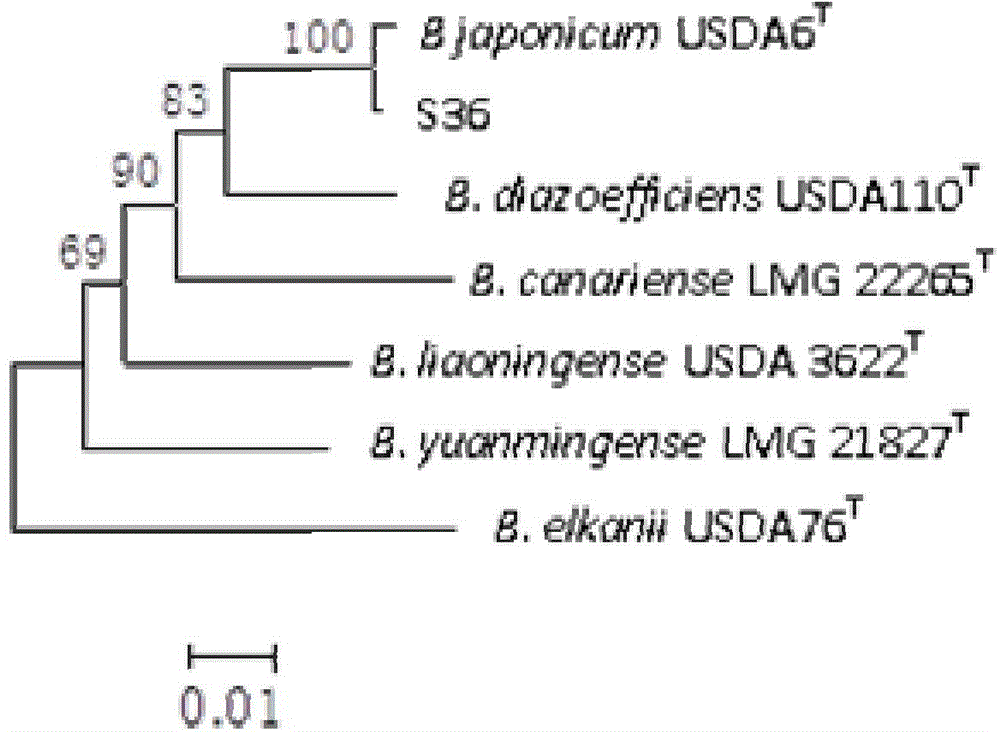 Bradyrhizobium japonicum strain SCAUs36 and application thereof