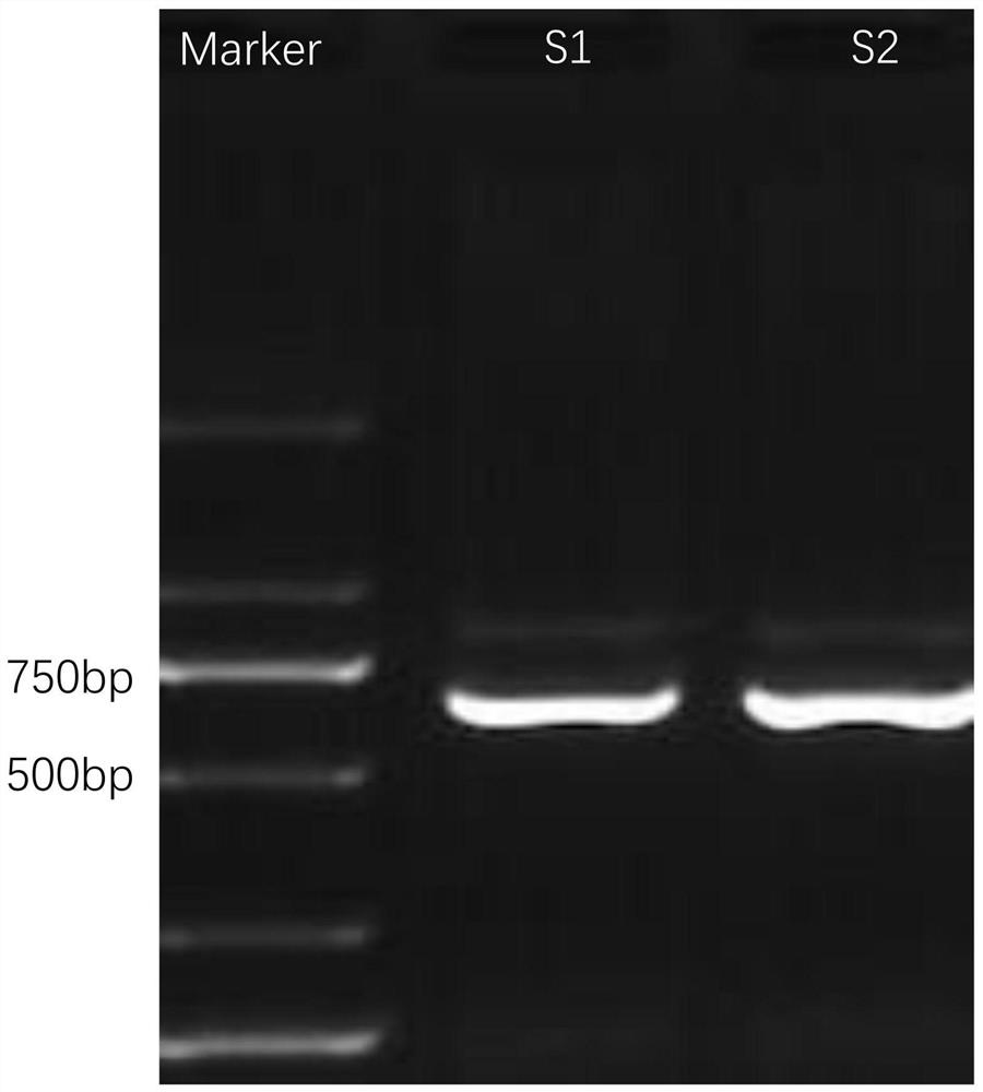 Amplification primer of local chicken mitochondrion COI gene