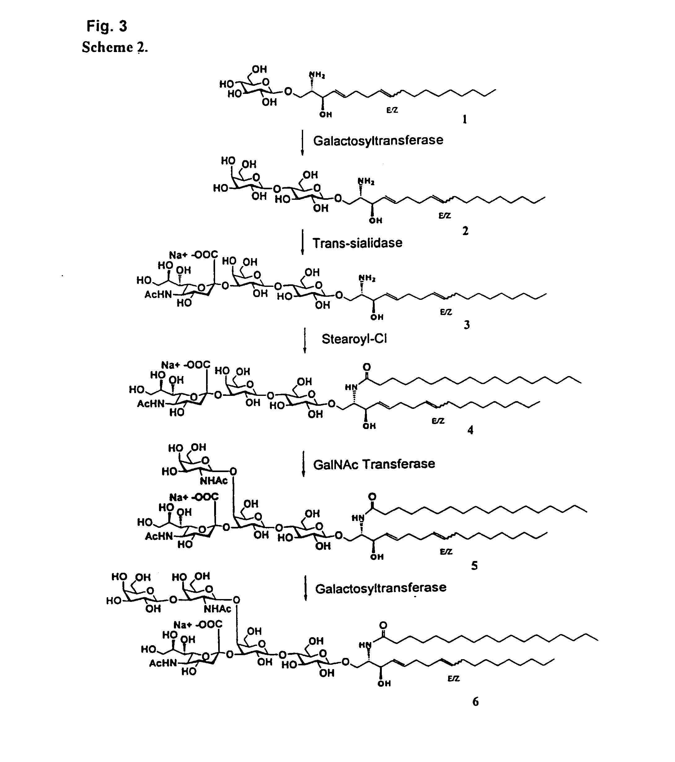 Chemo-enzymatic synthesis of sialylated oligosaccharides
