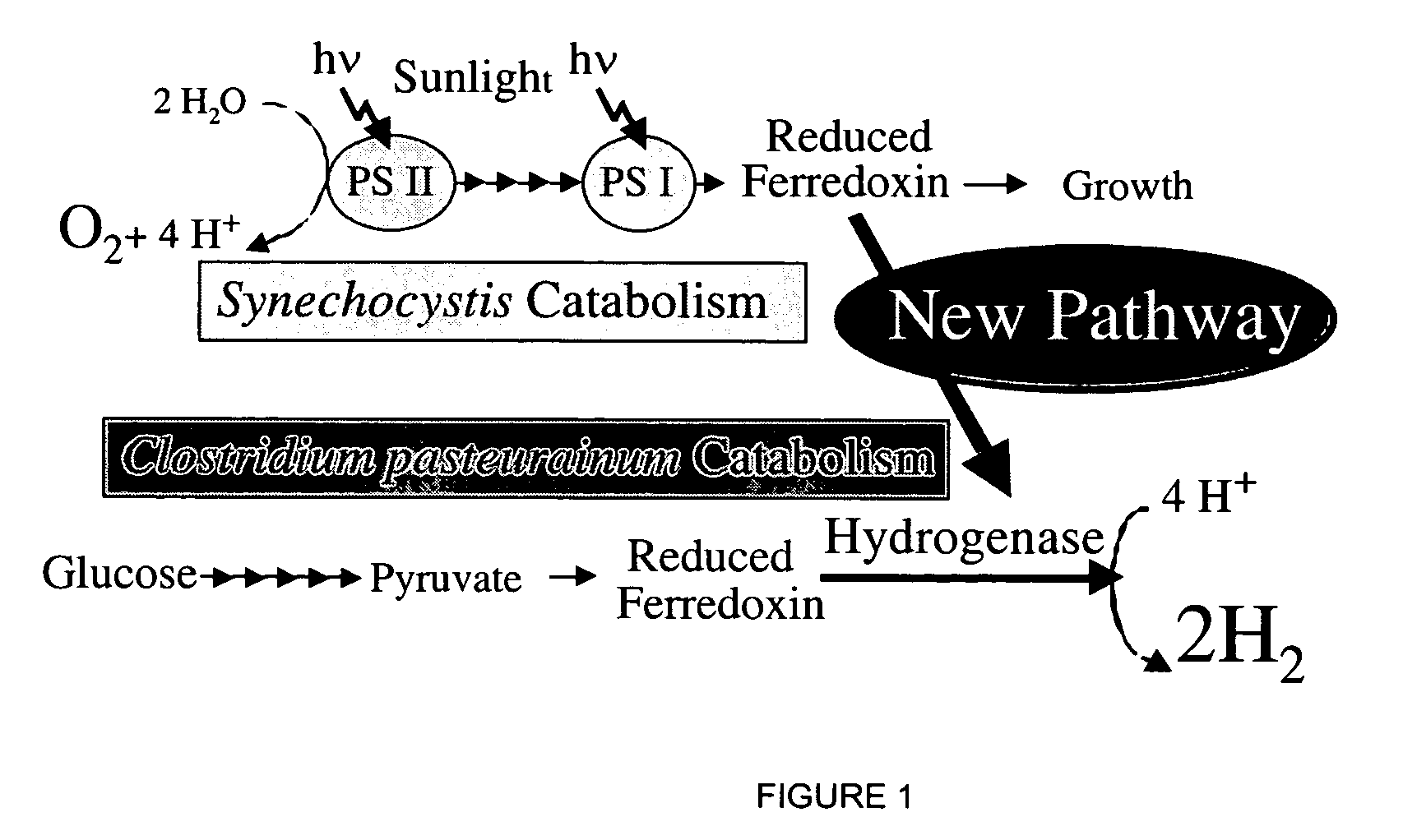 Cell-free extracts and synthesis of active hydrogenase