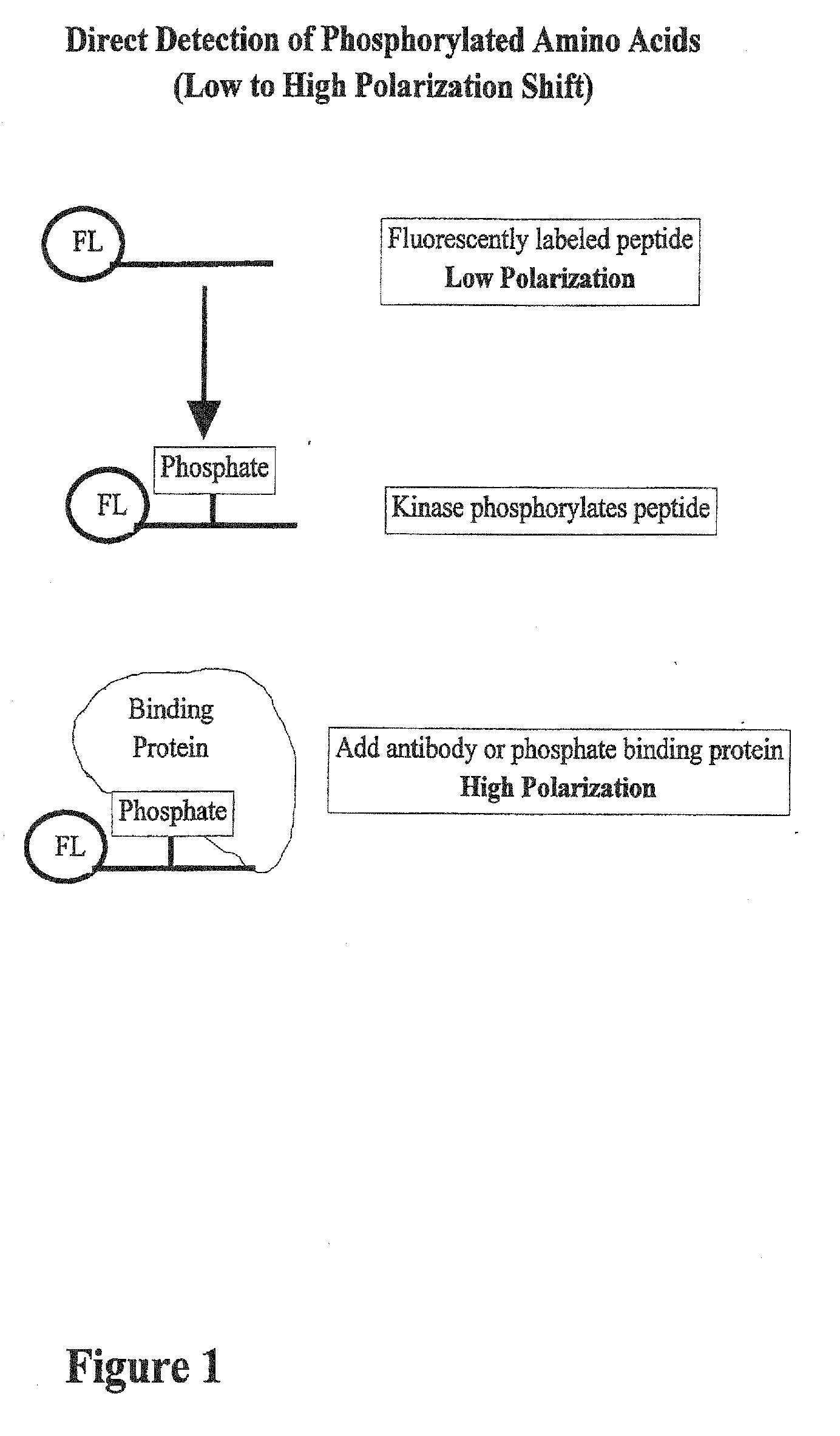 Kinase and phosphatase activity measurement using fluorescent polarization